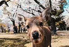 1 jour à Nara